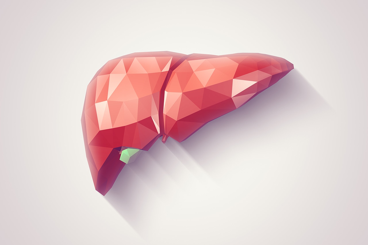 A stylized polygonal illustration of a human liver, rendered in shades of red with subtle geometric facets. A small green polygon represents the gallbladder, adding detail to the liver's anatomy. The design is set against a clean, light background, creating a modern and educational visual representation.